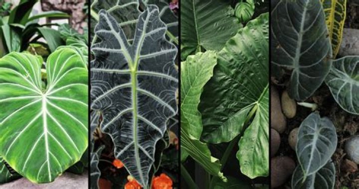 Are alocasia elephant ears