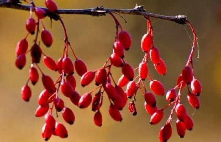 Are barberries and goji berries the same