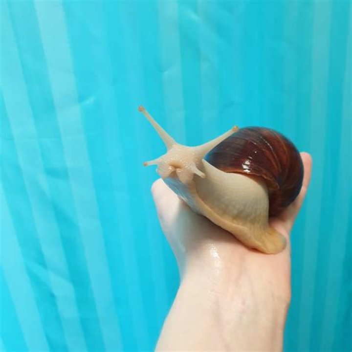 Are eating snails good for you
