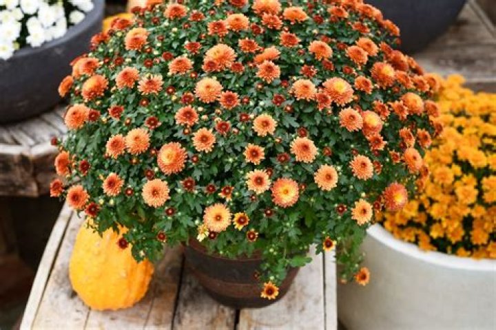 Are fall mums annuals or perennials