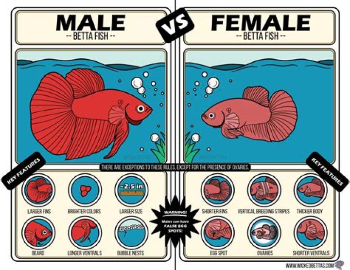 Are female bettas territorial
