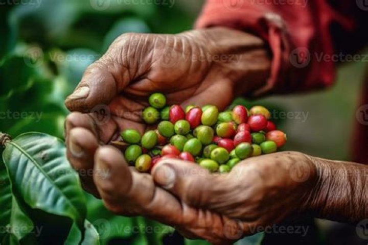 Are potatoes harvested by hand?