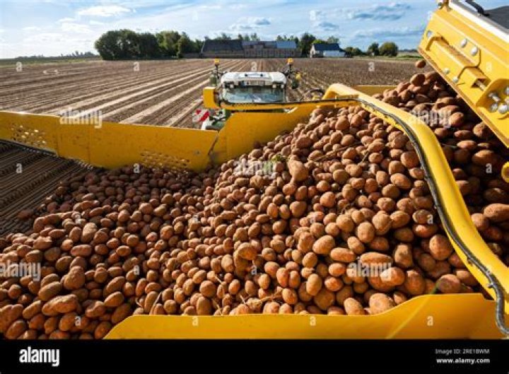 Are potatoes harvested in the spring?