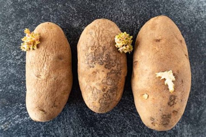 Are potatoes poisonous when reheated?