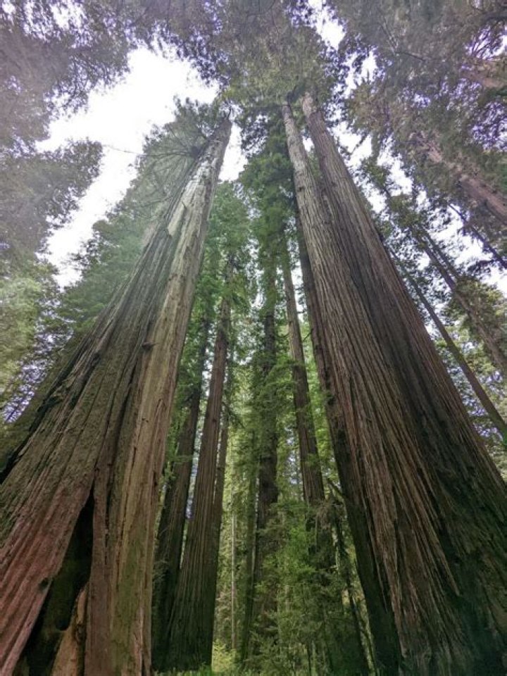 Are there redwoods in Point Reyes