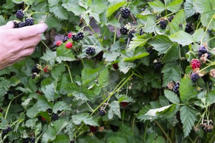 Boysenberry tree - How To Discuss