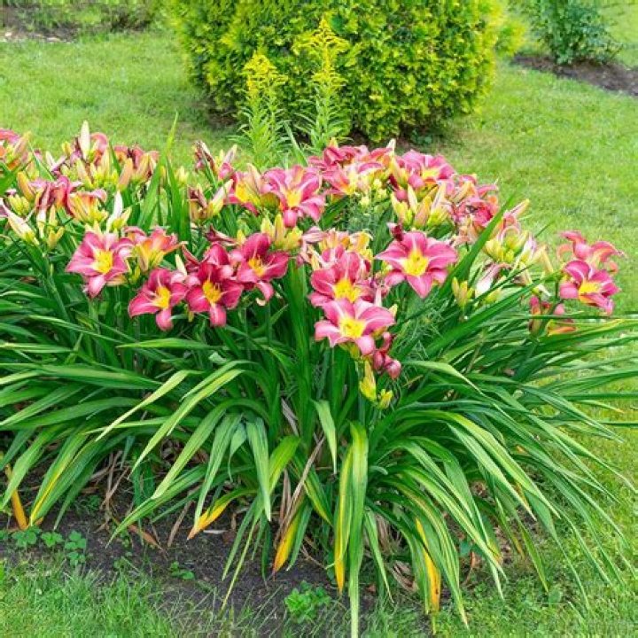 Can daylilies be cut down after blooming
