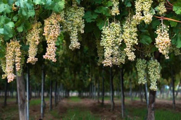Can grapes grow in Illinois