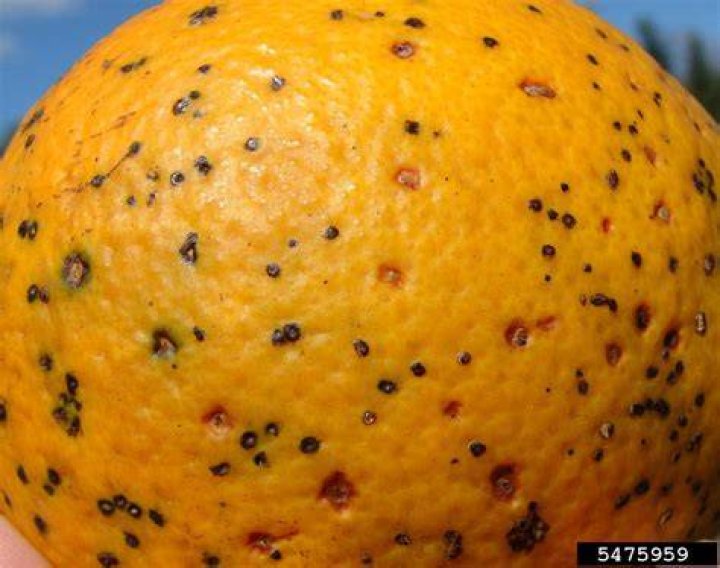 Can osage oranges be eaten?