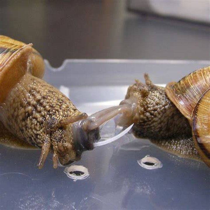 Can snails feel love