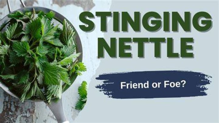 Can stinging nettles be composted