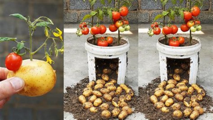 Can tomatoes and potatoes cross breed?
