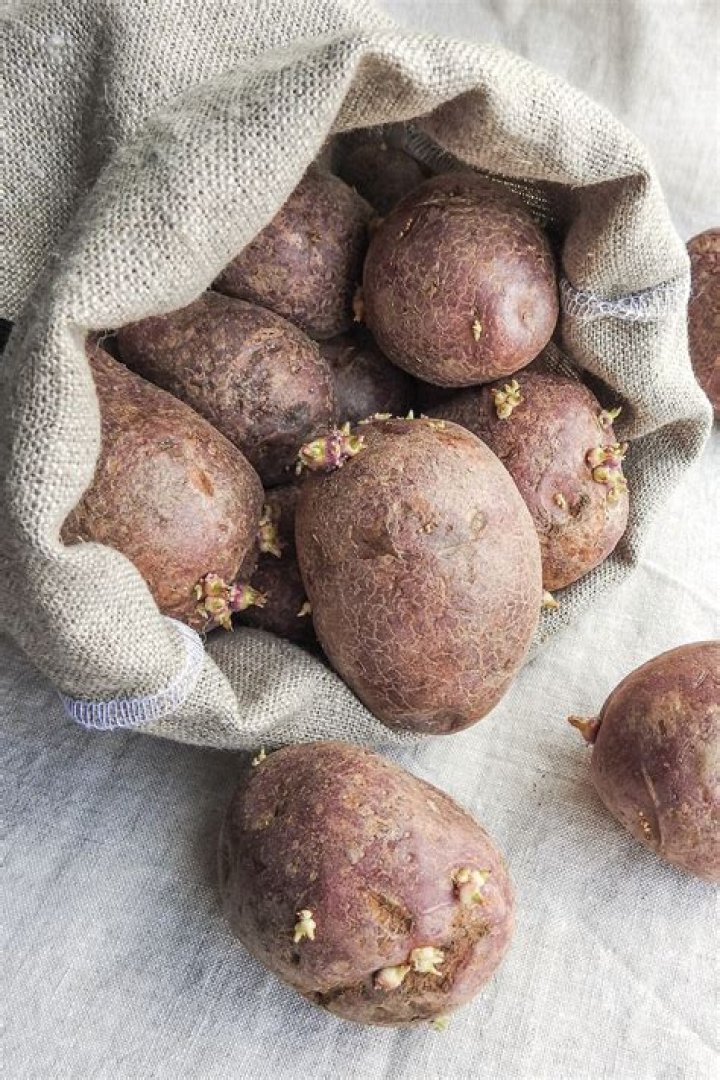 Can u grow potatoes from store-bought potatoes?