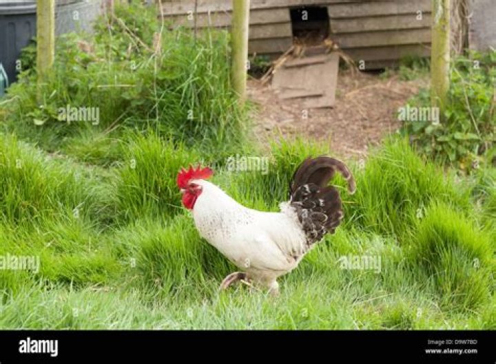 Can you eat a cockerel?