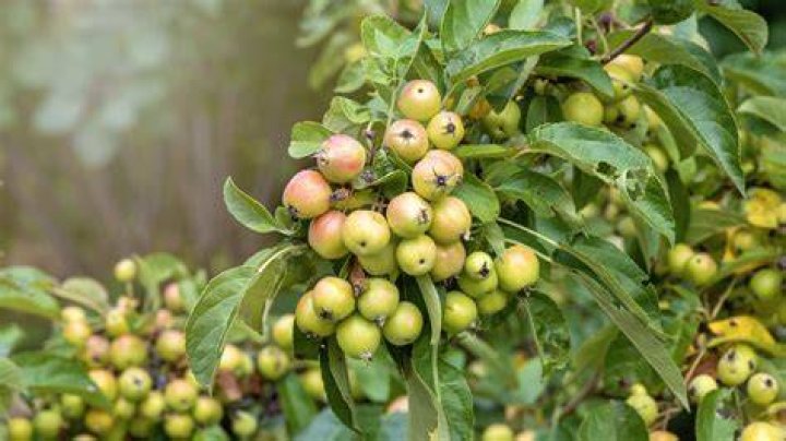 Can you eat a crabapple