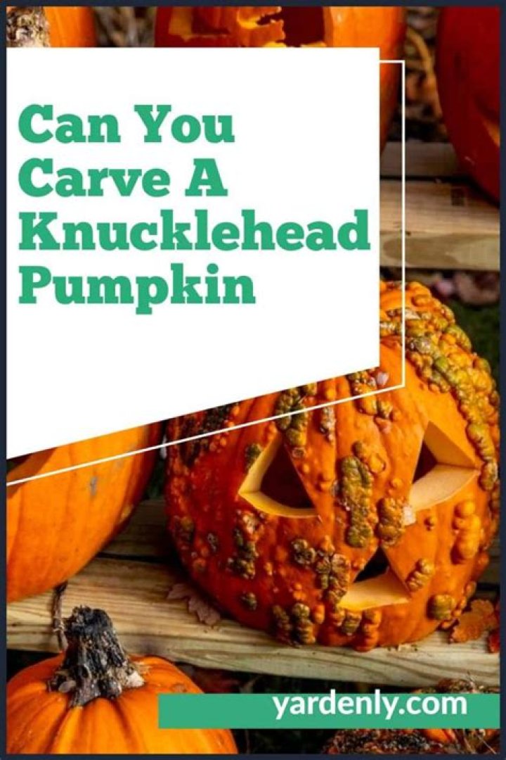 Can you eat knucklehead pumpkin