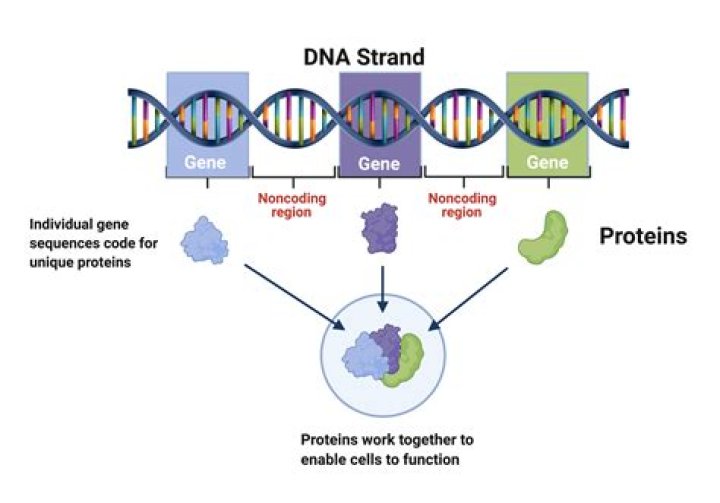 Can you get a DNA test on a cat