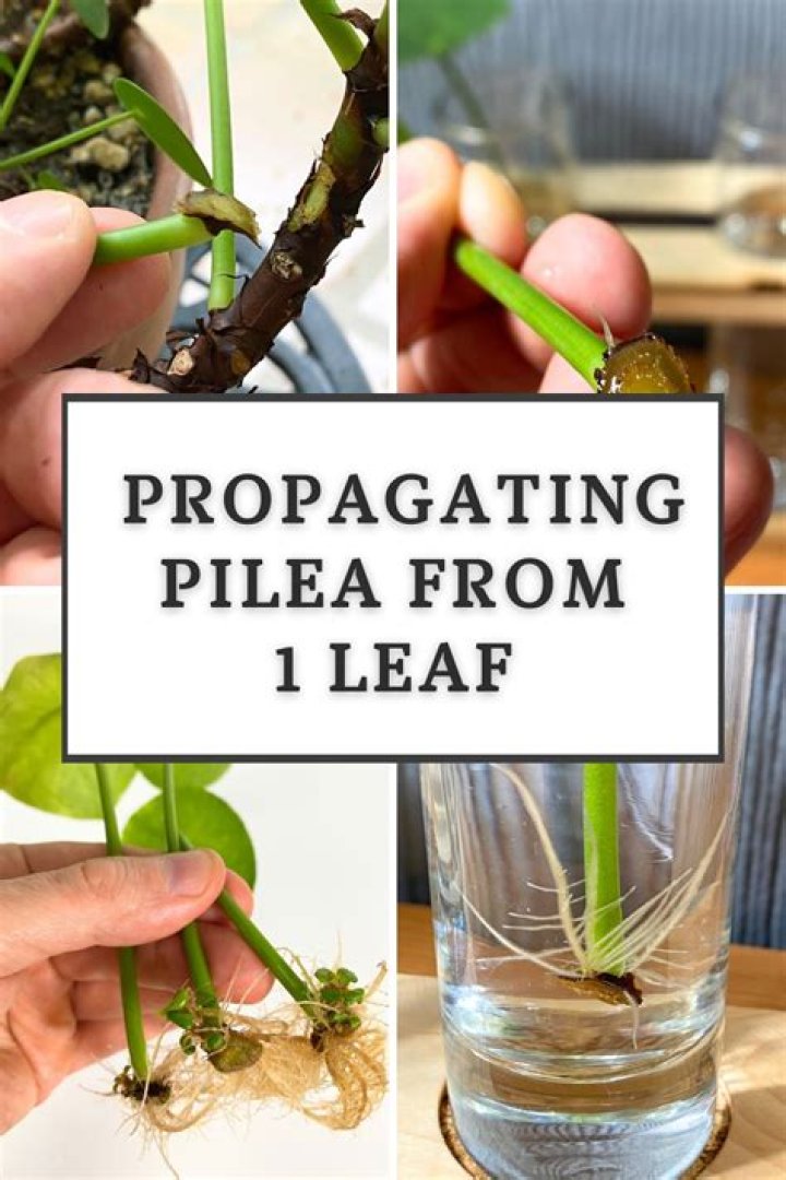 Can you root pilea in water