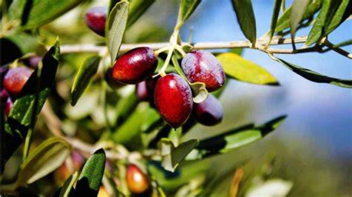 Can you survive on olives