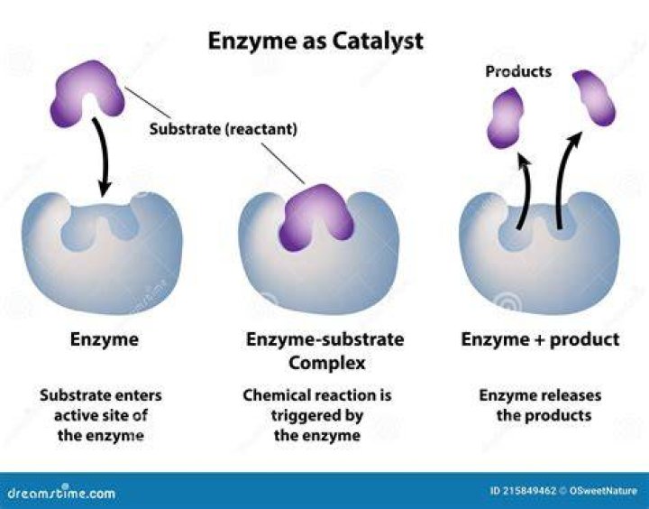 Do potatoes contain catalase enzyme