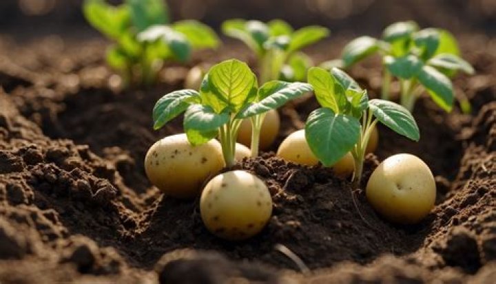 Do potatoes grow roots in the dark?