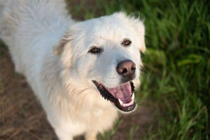 :dog: