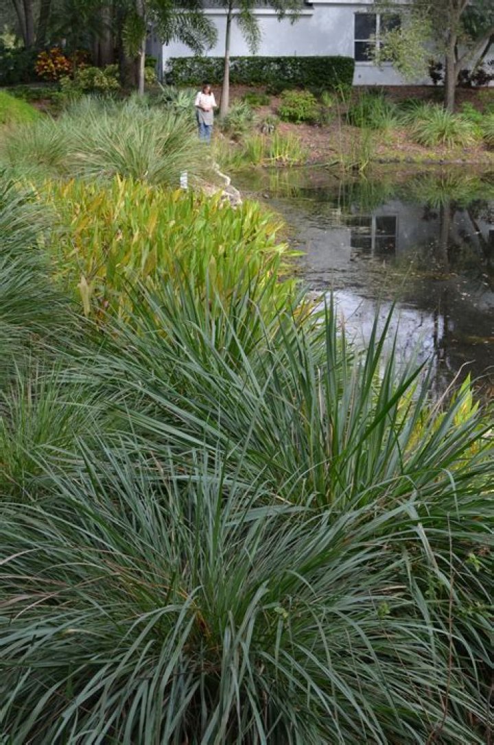 Fakahatchee Grass - How To Discuss