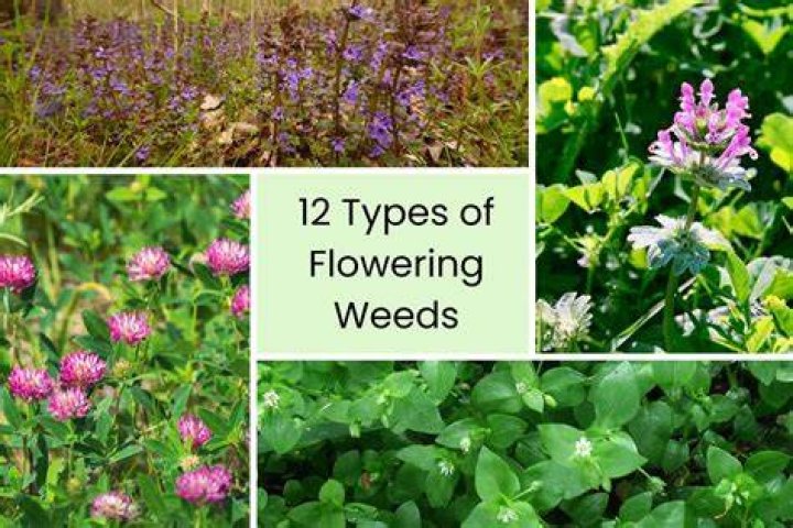 Flowering weeds - How To Discuss