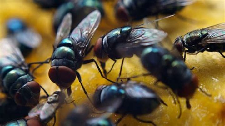 fly control