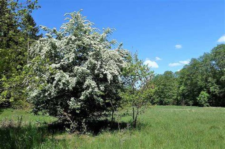 hawthorn tree