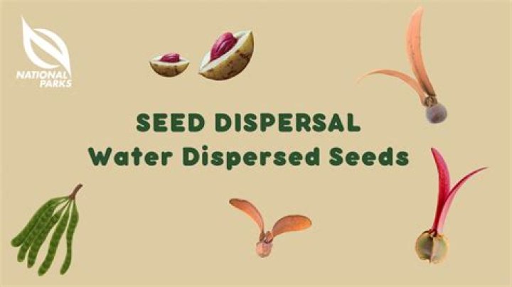 How are coco de mer seeds dispersed