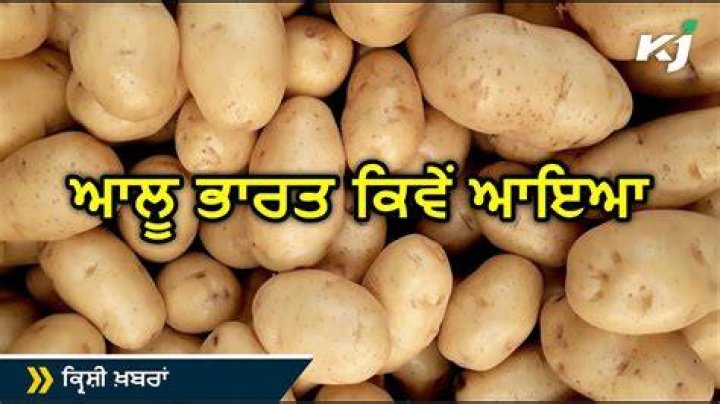 How did potatoes come to India?