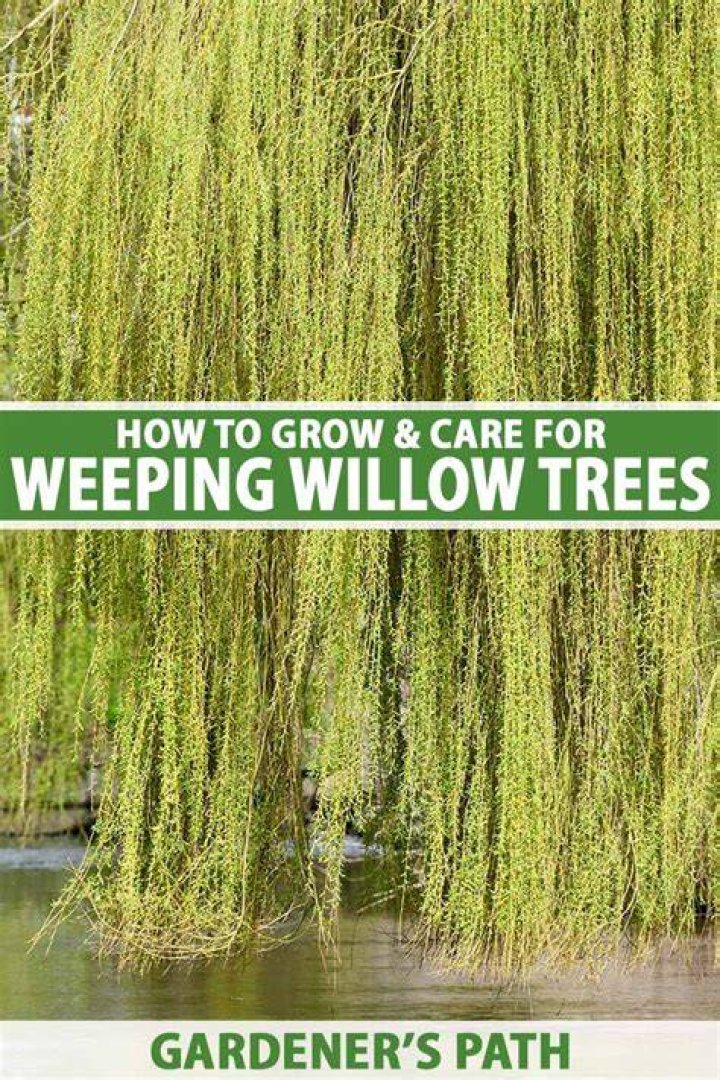 How did the weeping willow tree get its name