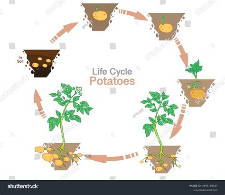 How do you asexually reproduce potatoes?