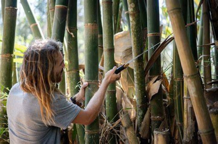 How do you cut down a bamboo plant