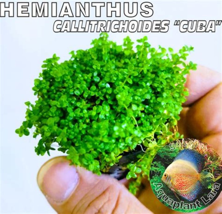 How do you grow Hemianthus Callitrichoides