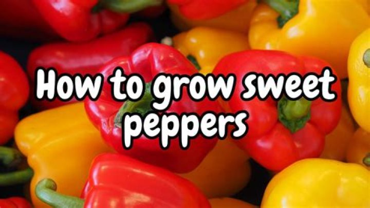 How do you grow sweet cherry peppers