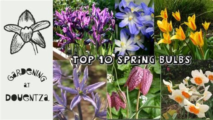 How do you lift and store spring bulbs