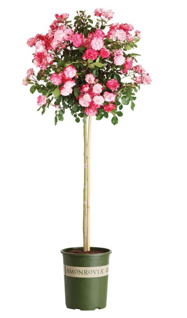 How do you plant Hawthorn