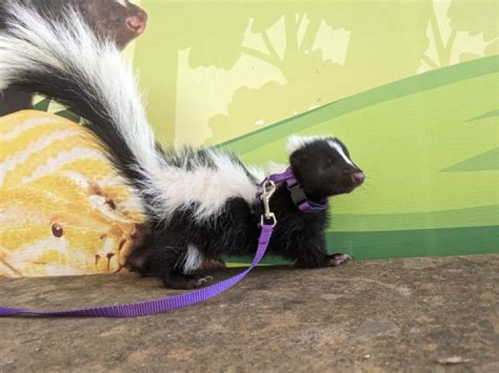 How do you rid of skunks