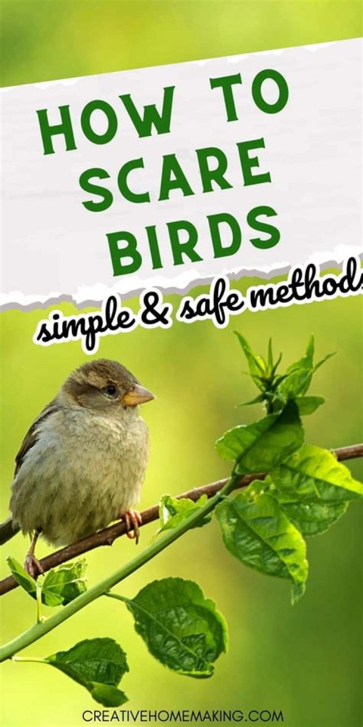 How do you scare birds away from trees