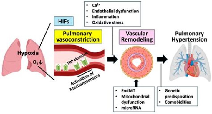 How does hypoxemia cause respiratory alkalosis