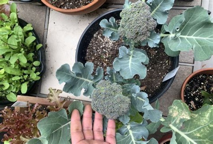 How far apart should I plant broccoli
