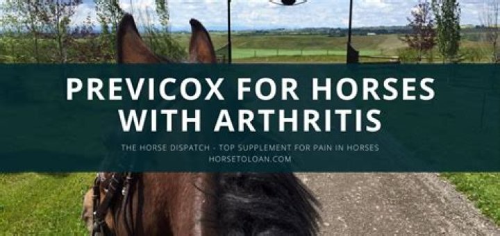 How long does previcox stay in a horses system