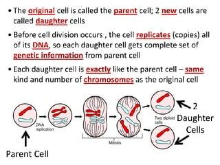 How many chromosomes are in a parent cell