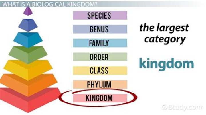 How many kingdoms are there in life