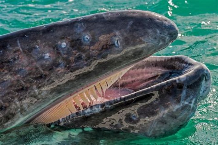 How many teeth do toothed whales have