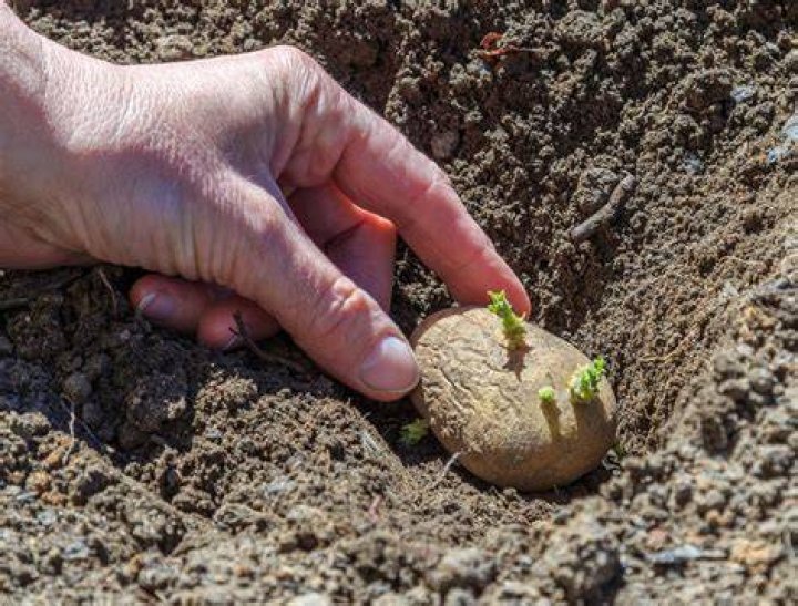 How much depth do potatoes need to grow?
