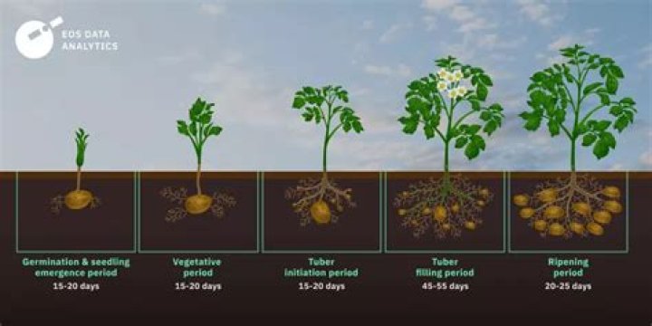 How much did potatoes cost in 1910?