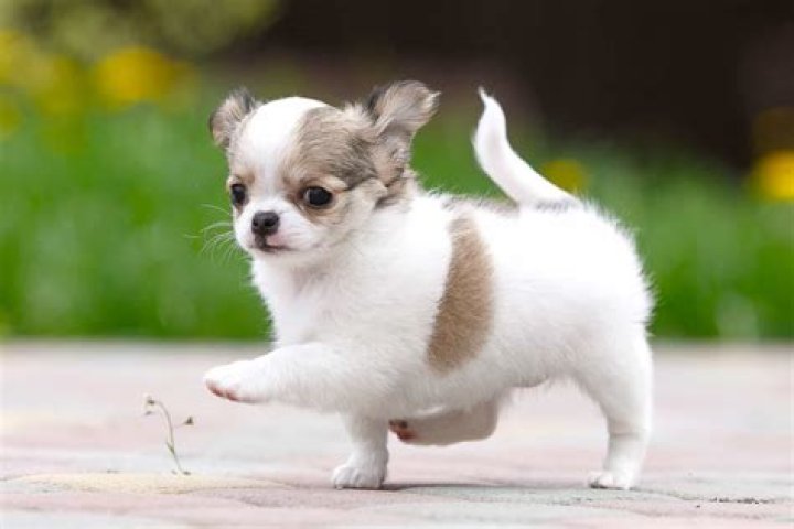 How Much Does A Chihuahua Cost